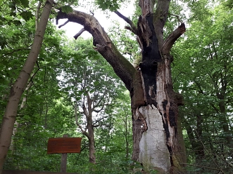 Baumtypenpfad_Baum Baumtypenpfad © Stadt Uslar