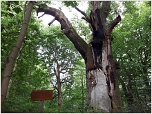 Baumtypenpfad_Baum Baumtypenpfad