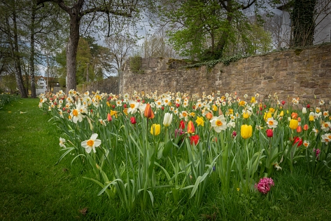 Blumen mit Schlossruine&nbsp;&copy;&nbsp;Kerstin Petersen