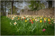 Blumen mit Schlossruine