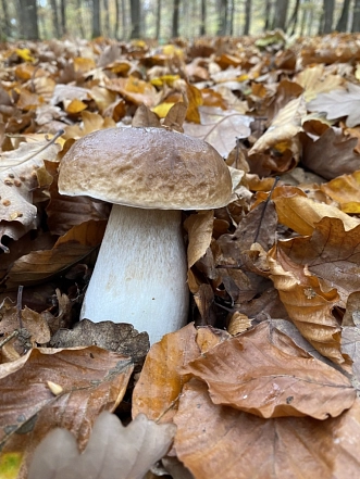 Pilze in der Solling-Vogler-Region&nbsp;&copy;&nbsp;Holger Foerster