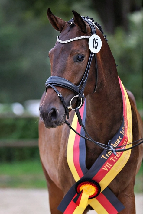Trakehner Bundeschampionatsstute Dunkelbraune Stute © Jutta Bauernschmitt