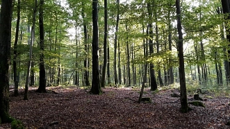 Waldbaden in der Solling-Vogler-Region&nbsp;&copy;&nbsp;Birgit Heimann
