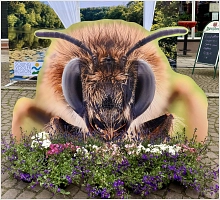 Bienen-Landmarkt